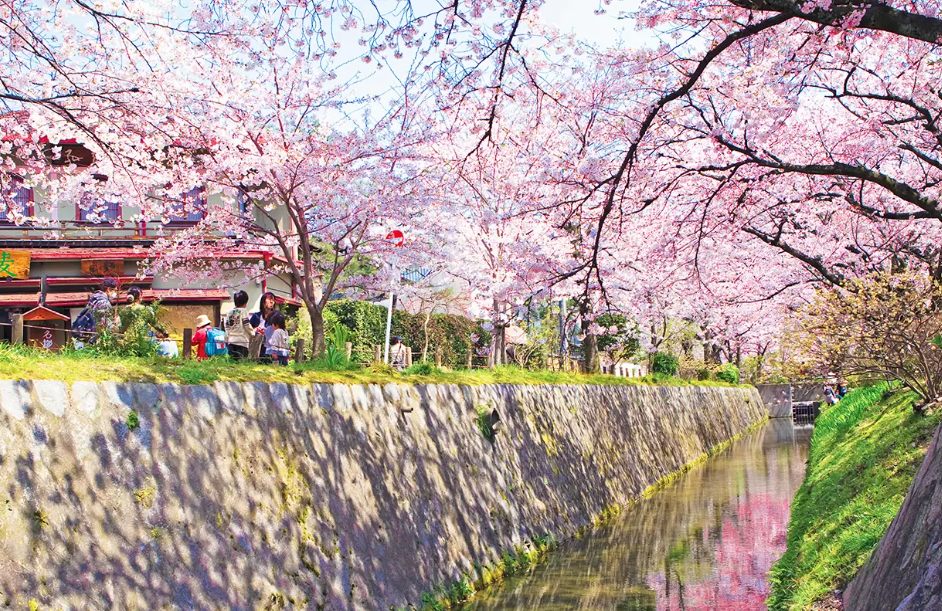 일본 벚꽃 명소 철학의길